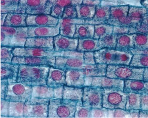 onion-cell